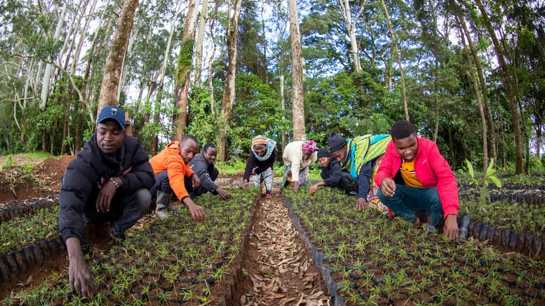 Urban Tree Planting Drive